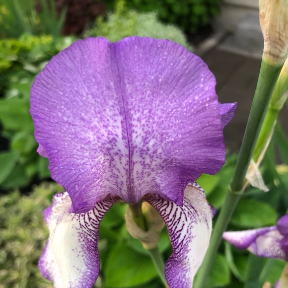 Meet your Posher, Mel - Picture 1 of 1